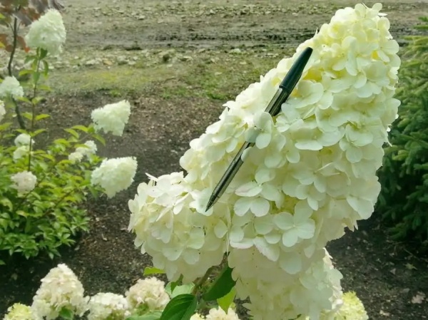 Рослина Гортензія мітельчата Полар Бір С 2-3