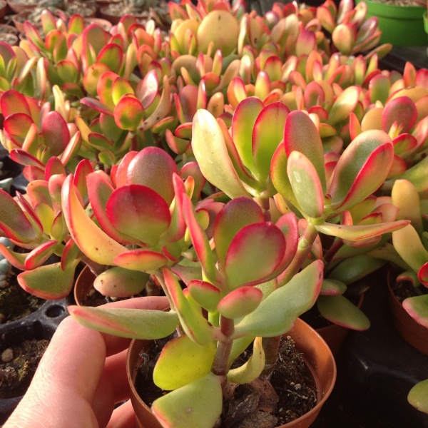 Сукулент Крассула d11/h15 Sunset