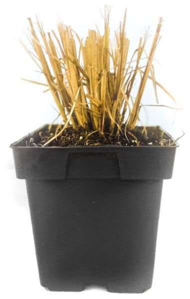 Саженец MegaPlant Мискантус китайський Zebrinus С2 5-10