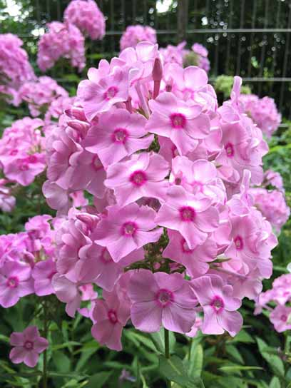 Корневище флокса Спатсаммер 1 шт. 