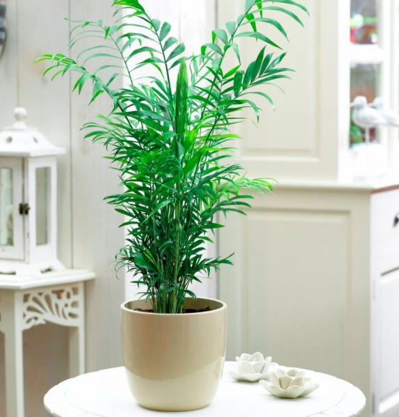 Растение Хамедорея Elegans 9x40 см