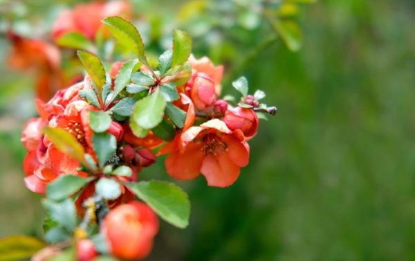 Рослина Хеномелес прекрасний Red Trail (V21-S23 30-40 С7.5)