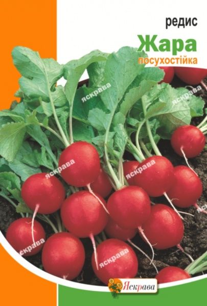 Насіння Яскрава редиска Жара 20г (4823069898427)