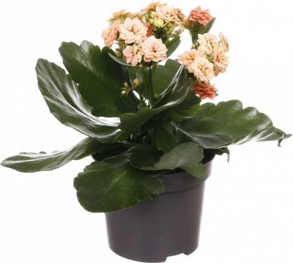 Растение комнатное Каланхоэ микс 10/20