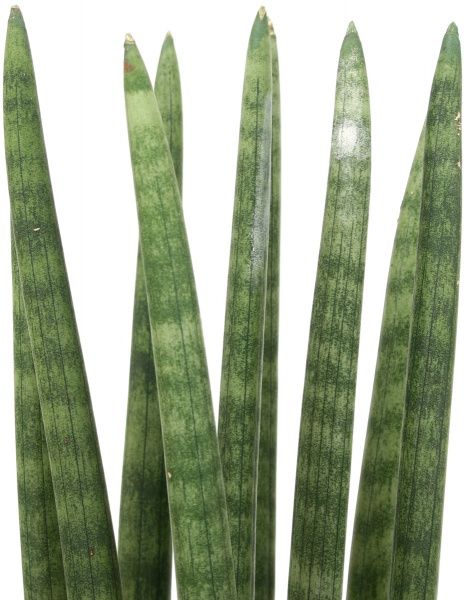 Растение Сансивьерия цилиндрика микс 12х35 см
