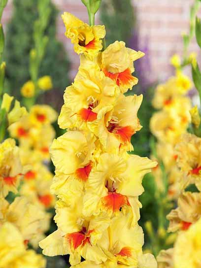 Клубнелуковица гладиолуса Джестер 3 шт. 