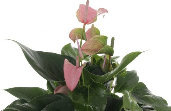 Рослина АНТУРІУМ ФІОРІНО 14/50