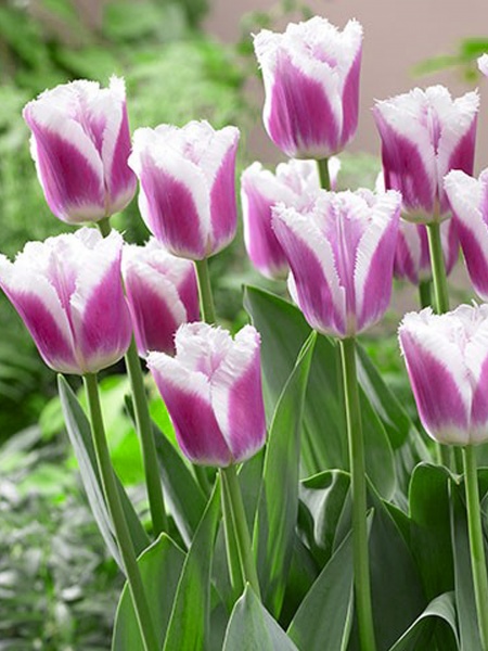 Луковица TUBERBULB Export B.V. тюльпана бахромчатого Сиеста 3 шт. 