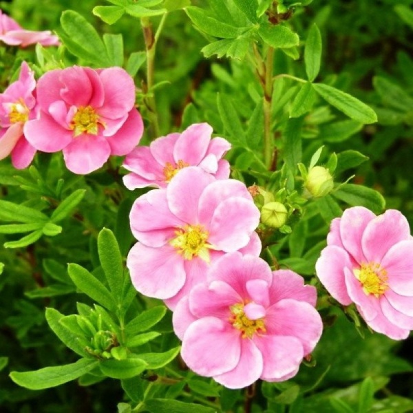 Растение Лапчатка кустарниковая Пинк Квин / Potentilla fruticosa Pink Queen С3 /Н 40