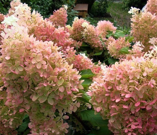 Рослина Гортензія / Hydrangea paniculata Phantom, С12 Pa