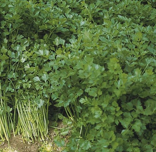 Семена Професійне насіння сельдерей листовой Вестленд 0,5г (4823058202266)