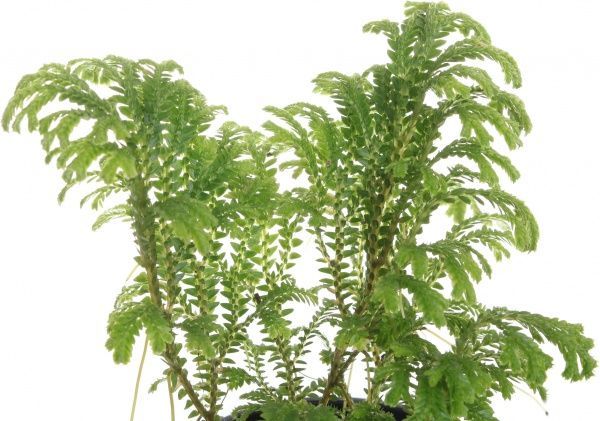 Растение Селагинелла 