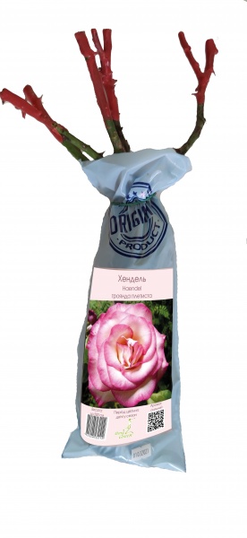 Саженец Merry Green Роза плетистая Фердинанд Пишард