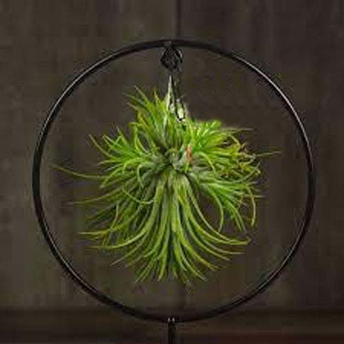 Растение Тиландсия подвесная с подсветкой d11/h23