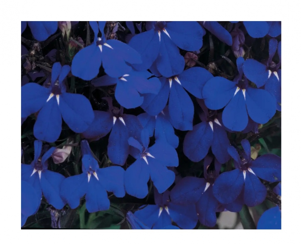 Семена Професійне насіння лобелия Ривьера темно-синяя мультиждраже 10 шт. (4823058203911)