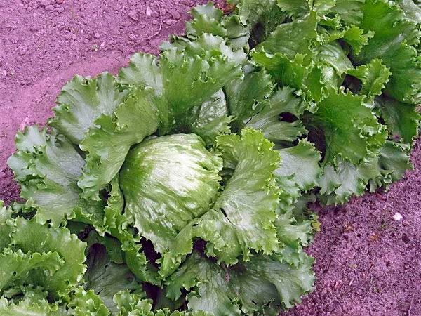 Семена Seedera салат Айсберг 1г