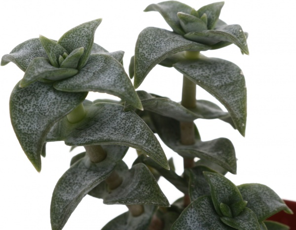 Рослина кімнатна Сукулент мікс 5х8 см