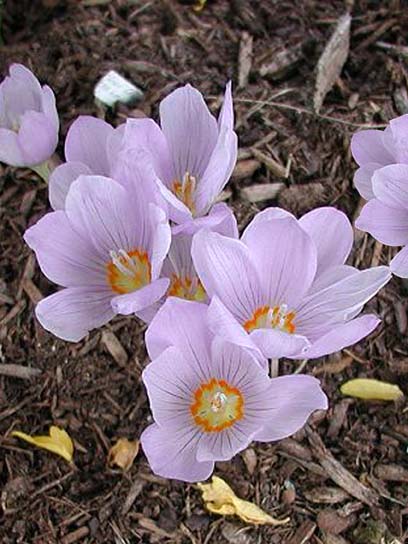 Клубнелуковица крокуса осеннецветущего Кочи 4 шт. 