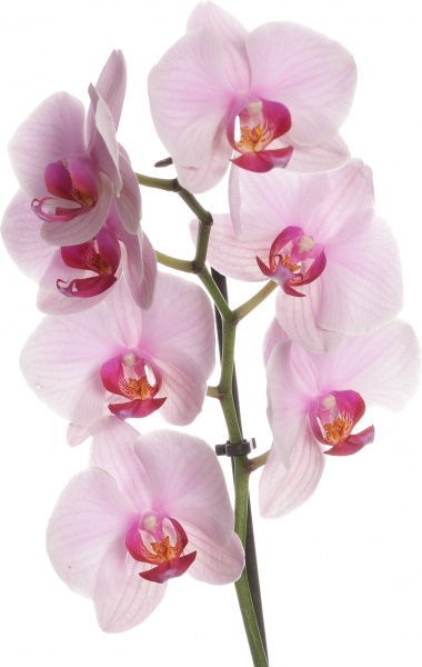 Растение комнатное Фаленопсис микс 1рр, 3/5 + 12/50