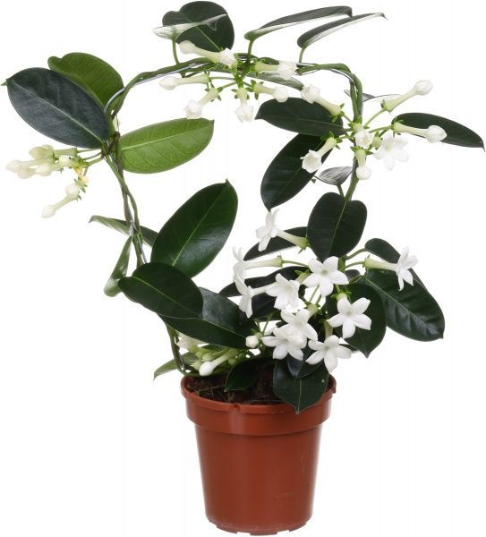 Растение Стефанотис флорибунда 12х45