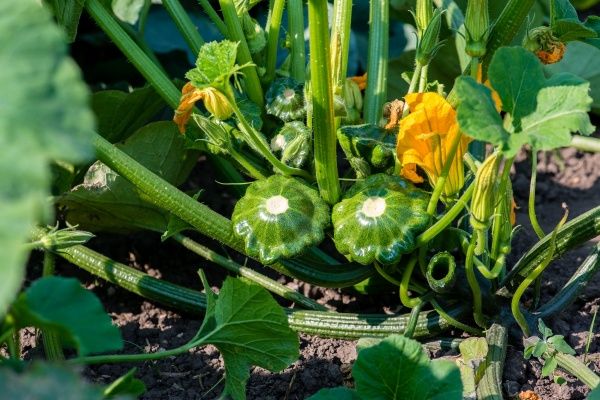 Семена Професійне насіння патиссон Старшип F1 5 шт. (4820176693730)