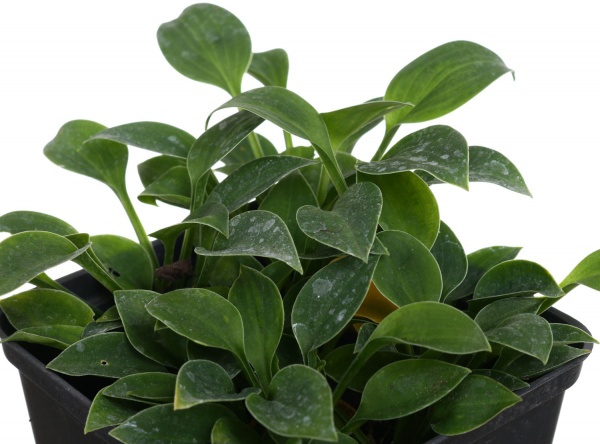 Растение хоста d9