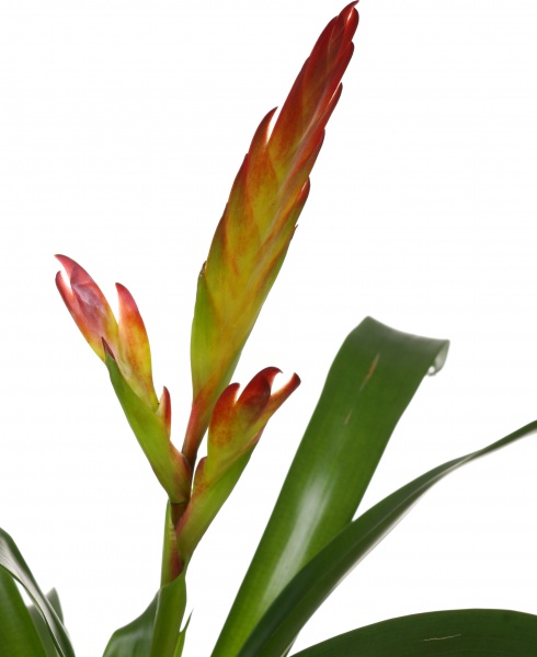 Растение декоративное Гузмания микс 12/40