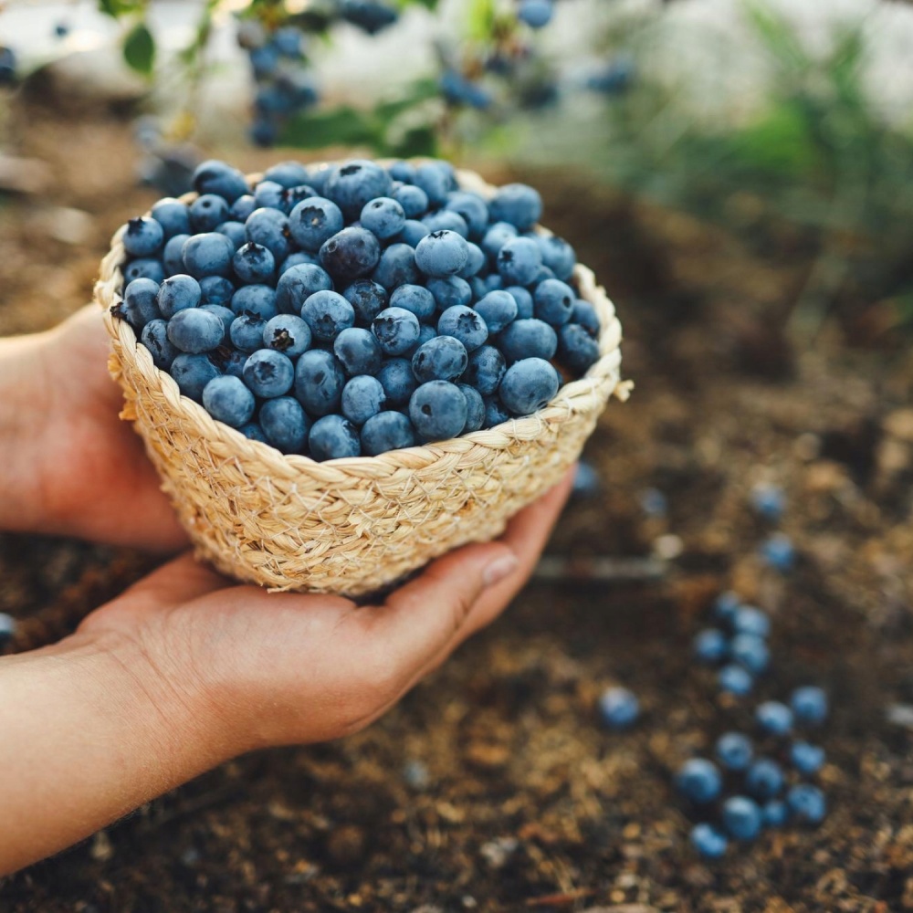 Субстрат Biovita для лохини та журавлини 50 л