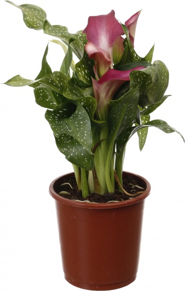 Рослина кімнатна Калла мікс 13/45