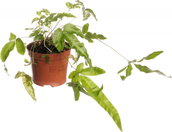 Растение комнатное Папоротная микс 8/20