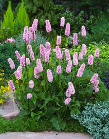 Растение Горец змеиный Superba С5