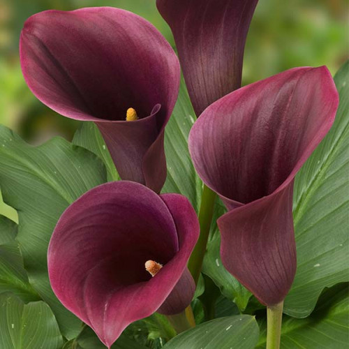 Луковица Калла Captain Promise 1 шт. 