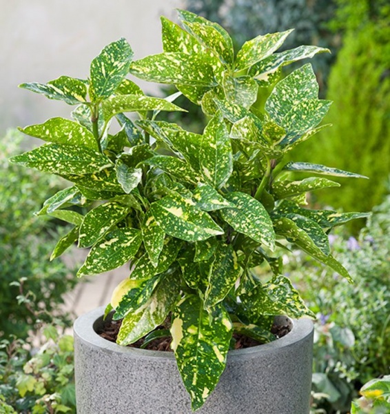 Растение Аукуба d17/h50