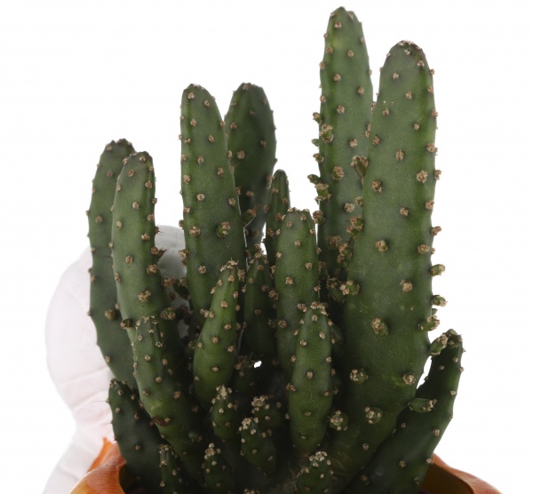 Растение Кактус в горшке хеллоуин 6/12