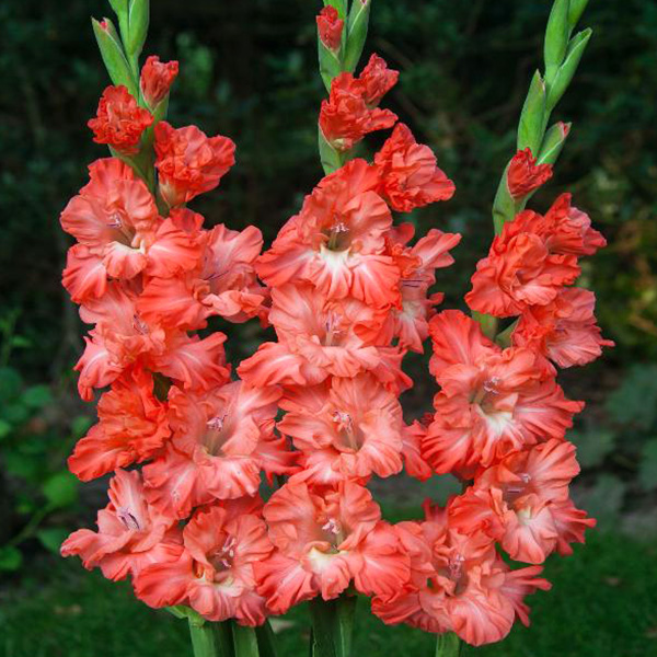 Цибулина Гладіолус гофрований Teds Frizzle 3 шт. Яскрава