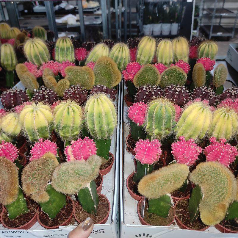 Растение Кактус 5х15 Gymnocalycium микс