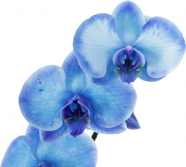 Растение Фаленопсис 1 ствол Royal Blue 12x60 см