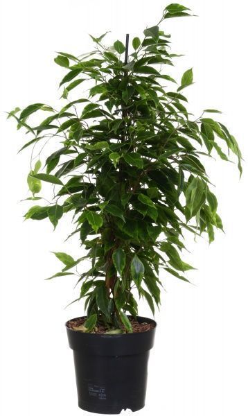 Растение Фикус бенжамина микс 17/75