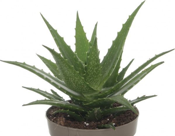 Растение АЛОЭ МИКС 12/25