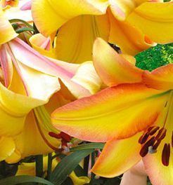 Цибулина Лілія L/O гібрид Rising Moon 1 шт. 