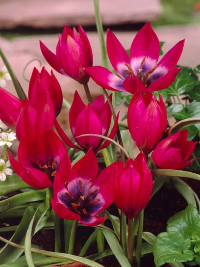 Луковица тюльпана ботанического Литл Бьюти 3 шт. 