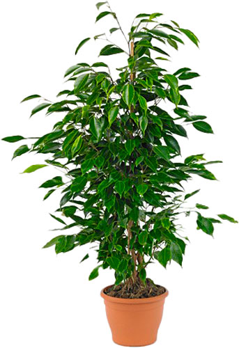 Рослина кімнатна Фікус бенжаміна Анастасія 21/105