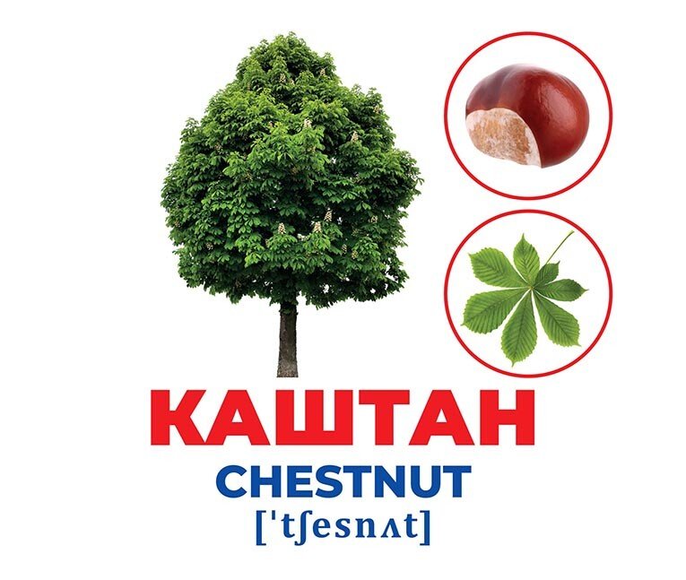 Набор учебный «Геній з пелюшок. Дерева та кущі» 482-307-615-161-4