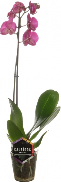 Растение комнатное Фаленопсис микс 1рр, 3/5 + 12/50