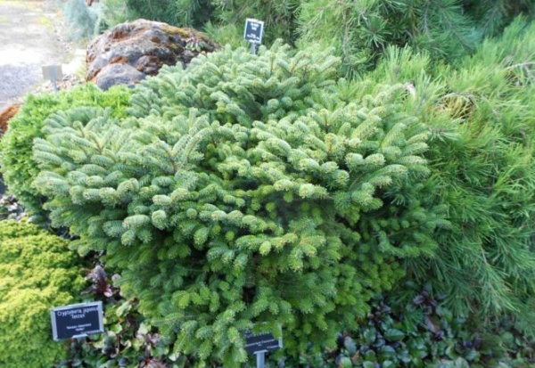 Растение Пихта нордмана / Abies nordmaniana Munsterland, С5