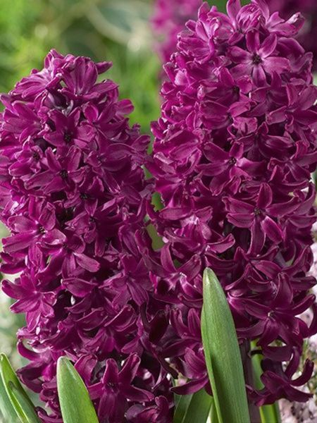 Луковица TUBERBULB Export B.V. гиацинта Вудсток 2 шт. 