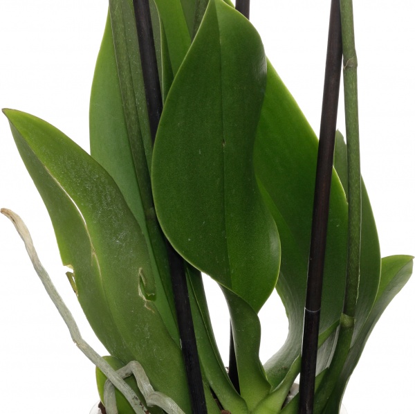 Рослина кімнатна Фаленопсис мікс 2 стовбури 12+ 12/50-60