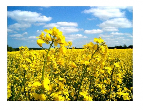 Семена Професійне насіння рапс 1000 г (4820176697301)