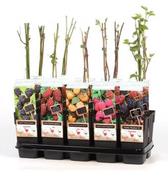 Саженец Фруктовый микс стандарт d15/h50