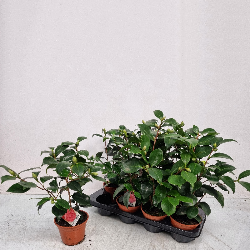 Растение Камелия 14х40 красная